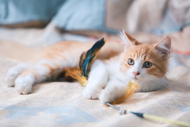 Katzenspielzeug kaufen