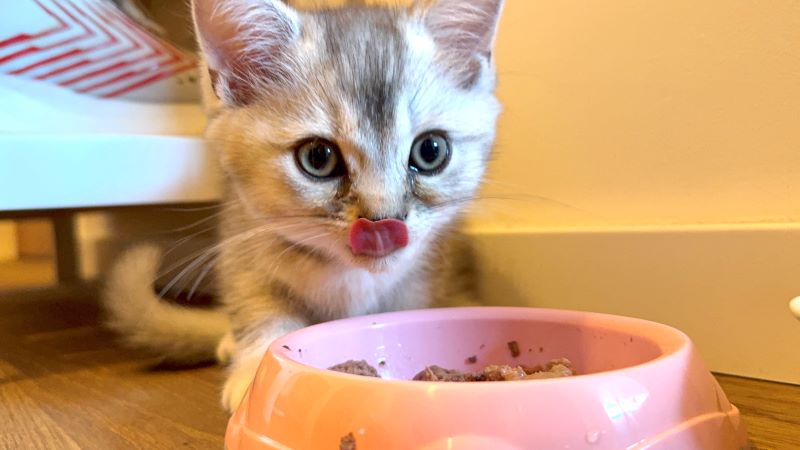 Katzenfutter Dose kaufen: Nassfutter im Vergleich